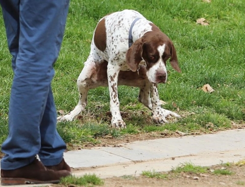 Los ayuntamientos promueven el análisis de ADN para multar por las heces de los perros