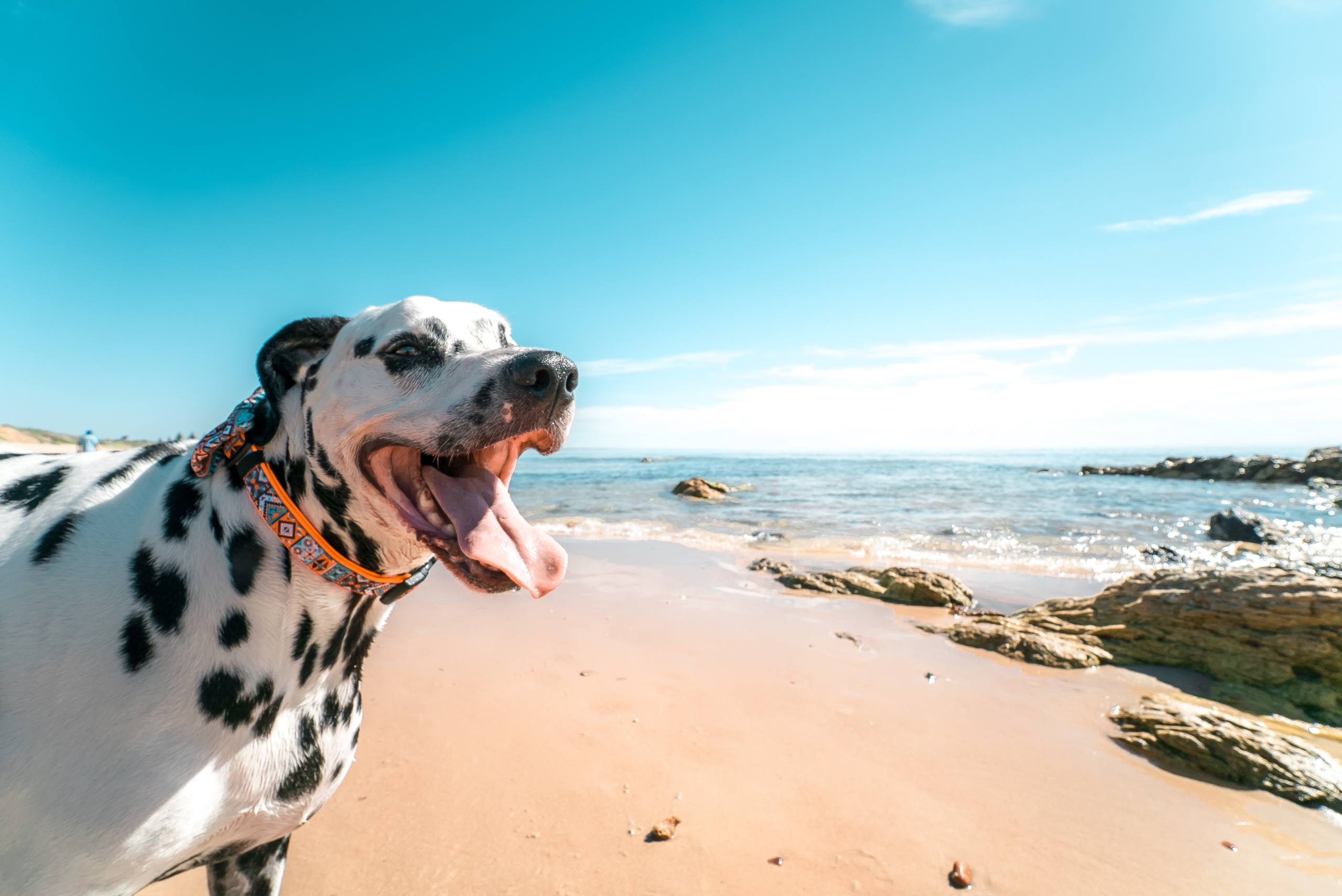 Playas para perros en España 2021